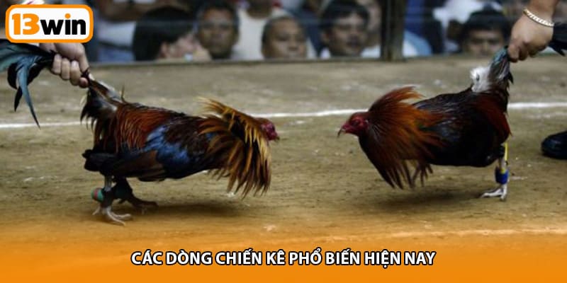 Các dòng chiến kê phổ biến hiện nay